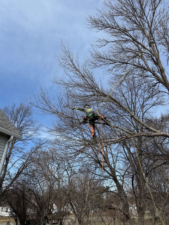 A person in high-visibility gear climbs a bare tree to perform maintenance, secured by climbing ropes.
