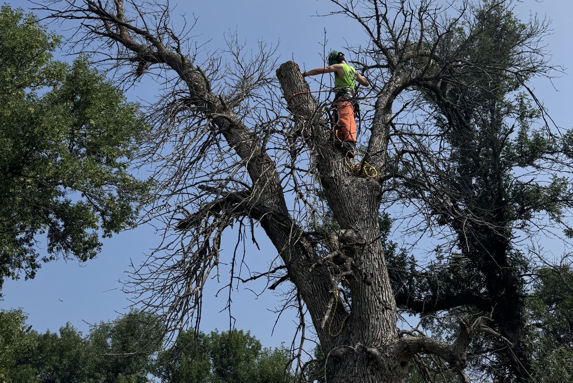 A person in a bright green shirt and orange safety pants works high in a large, bare tree against a clear blue sky.