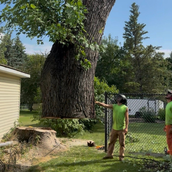 A person in a bright green shirt and orange safety pants works high in a large, bare tree against a clear blue sky.