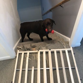 A dog is standing on a set of stairs next to a wooden gate.