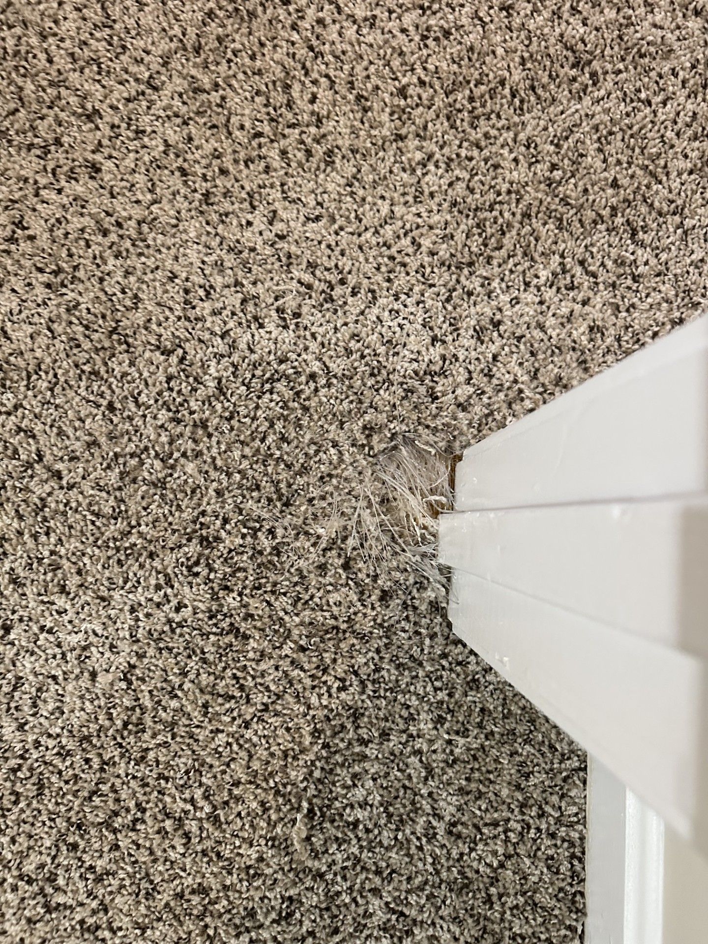 close-up of damaged beige and black carpet