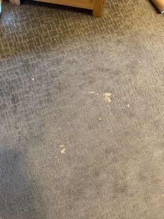 gray carpet with multiple spots of food and grime