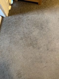 gray carpet without spots of food and grime