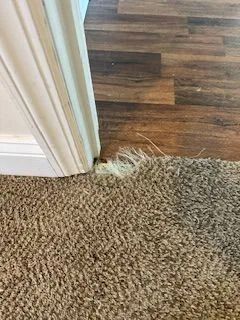 brown carpet frayed at the edge near a white door frame and brown wood flooring
