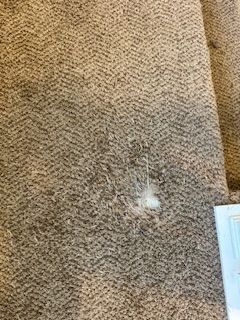 a close-up of a beige carpet with a small, white fluffy spot