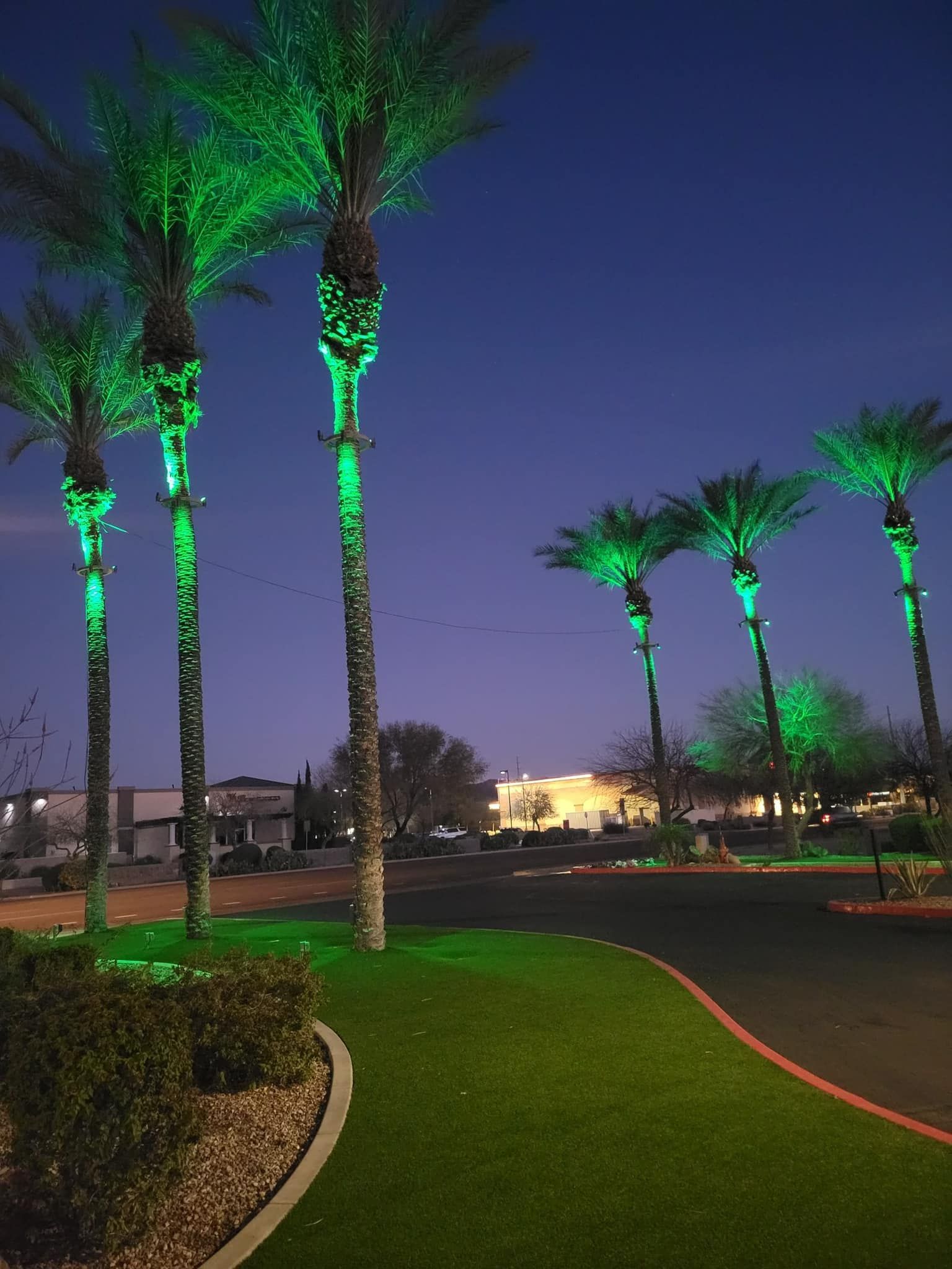 A row of palm trees are lit up with green lights at night.