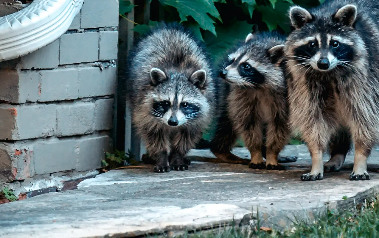 Raccoons