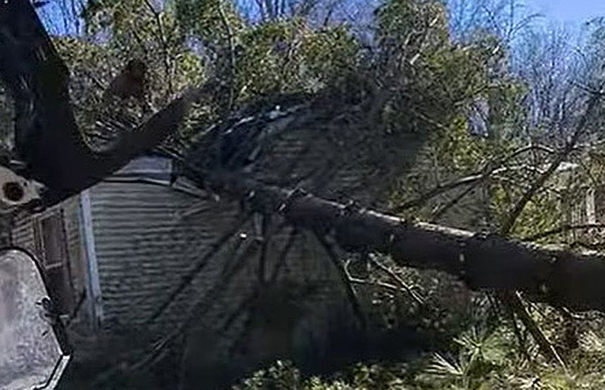 Olbin Tree Services