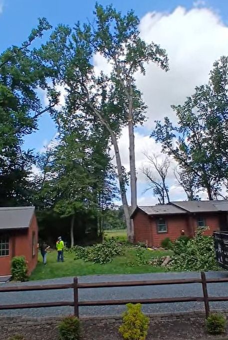 Tall tree being trimmed, with a man in yellow, near two red buildings under a partly cloudy sky.