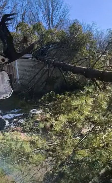 A large tree has fallen on a white building, covering it with branches. Sunny, outdoor scene.