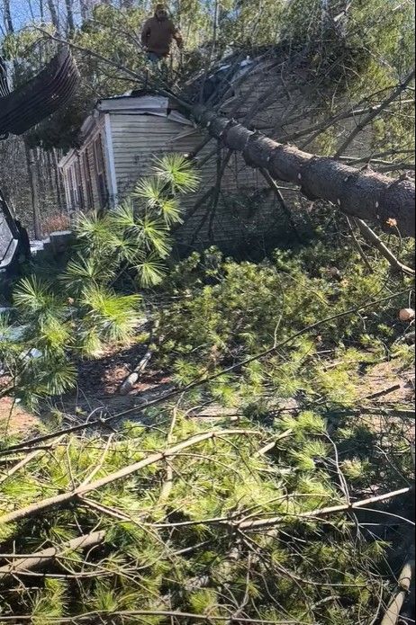 Fallen tree on a small building. Green foliage and brown tree trunk. Exterior, sunny day.