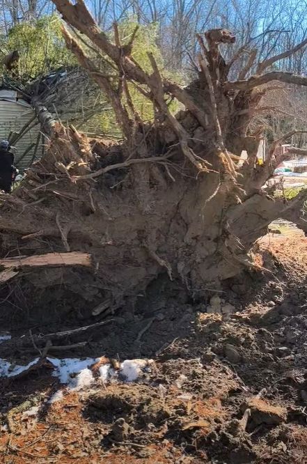 Uprooted tree with exposed roots and soil, lying on its side outdoors.