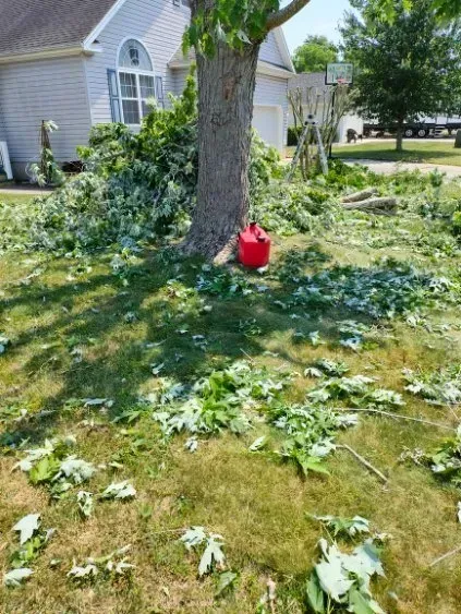 Tree trunk surrounded by green leaves on grass, with a red can at its base in a sunny yard.
