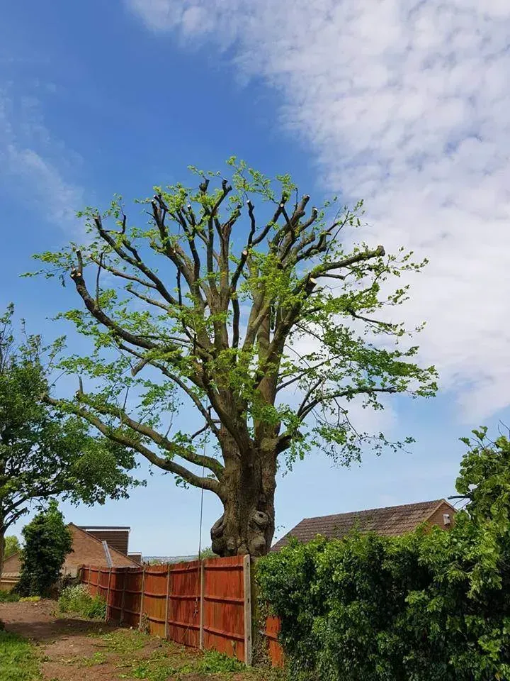 Tree with green leaves and pruned branches against a blue sky, next to a brown fence.