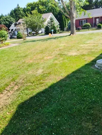 Green lawn with patchy brown spots, a shadow, trees, and houses in the background.