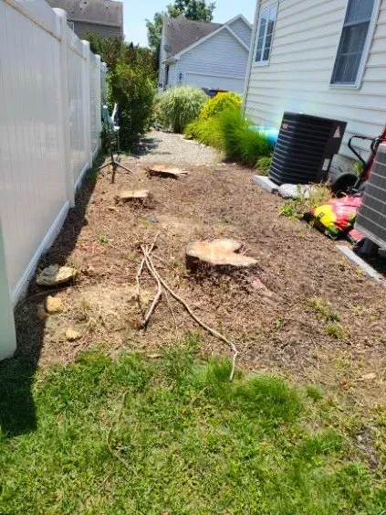 A narrow backyard path with tree stumps and mulch. White fence on left, house on right, sunny day.