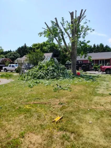 A tree, recently trimmed