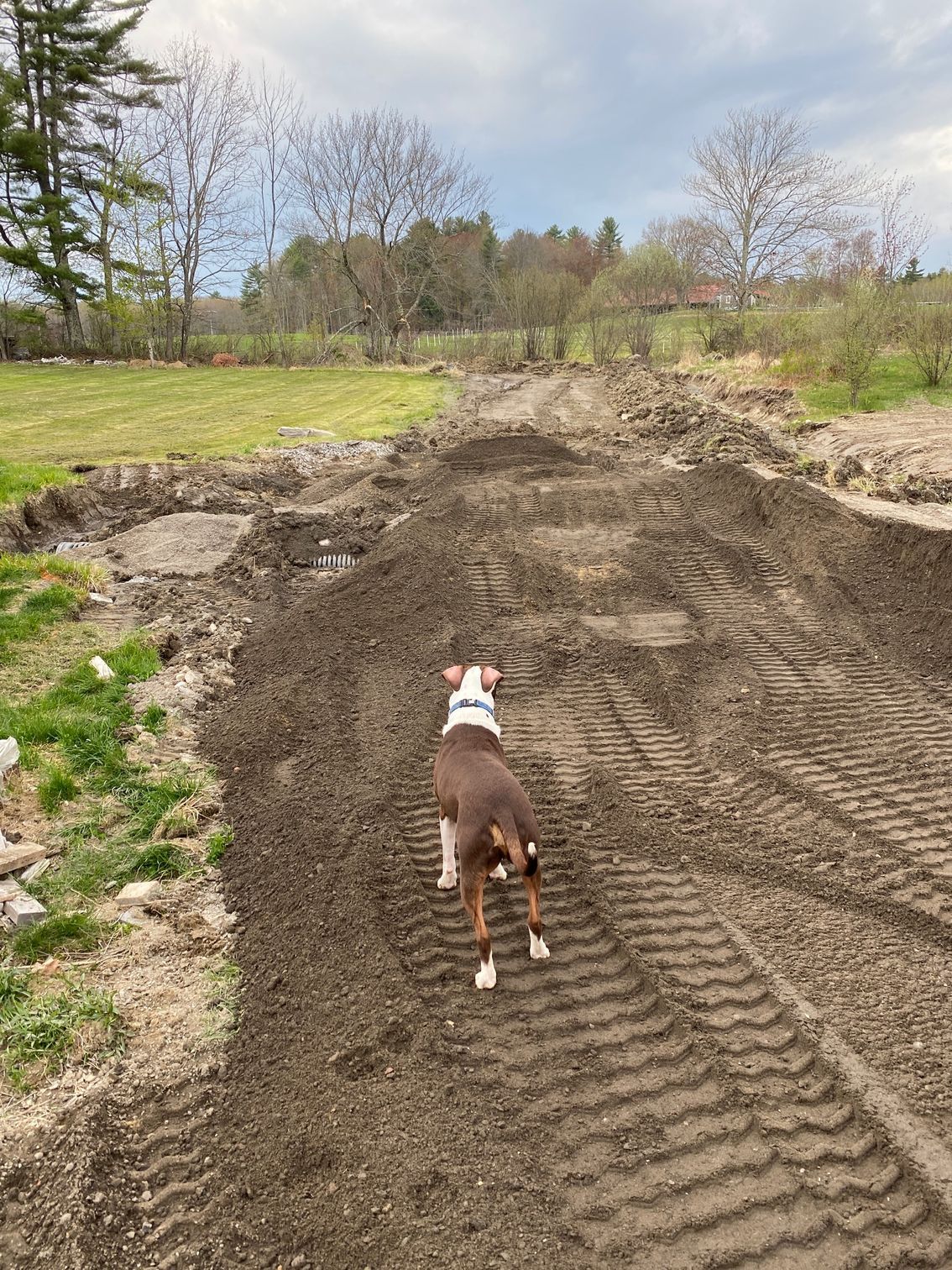 A brown and white dog is standing on a dirt road