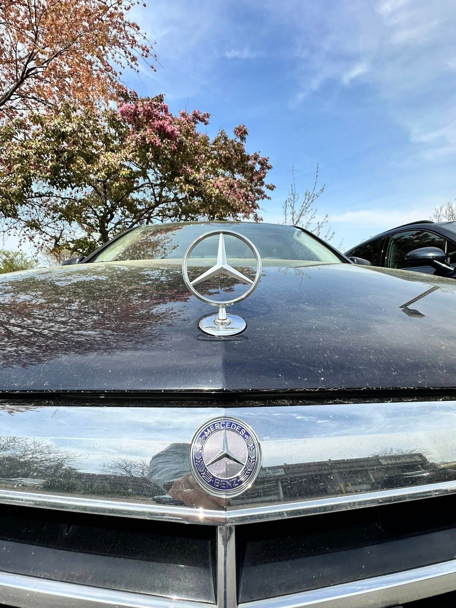 Mercedes-Benz car hood with emblem, beneath a tree with pink blossoms against a blue sky.