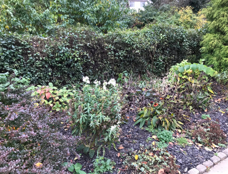 A garden bed with a mix of small green plants and white flowering shrubs set against a tall, dense evergreen hedge.