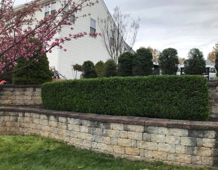 A manicured green hedge sits atop a multi-tiered stone retaining wall in front of a house with a flowering tree.