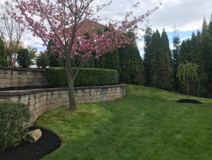 A manicured lawn with a blooming cherry tree, a stone retaining wall, hedges, and evergreen trees in a suburban yard.