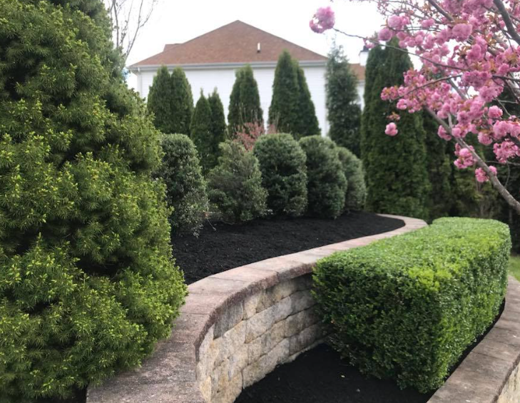 A tiered garden featuring a stone retaining wall, dark mulch, groomed hedges, evergreen shrubs, and a pink flowering tree.