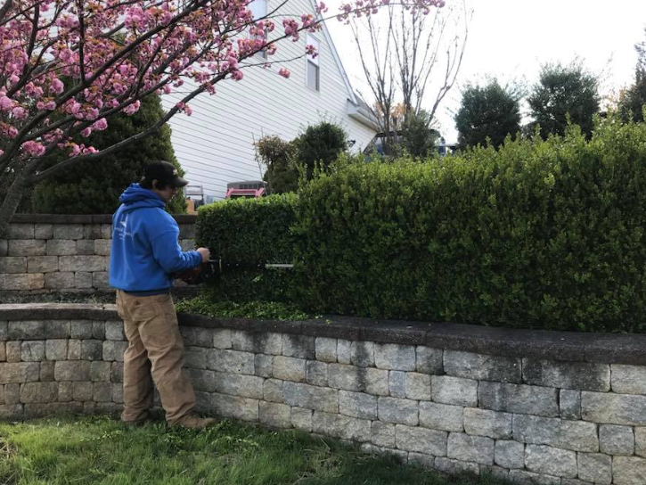 A person in a blue hoodie uses a power trimmer to prune a tall, thick green hedge above a stone retaining wall.