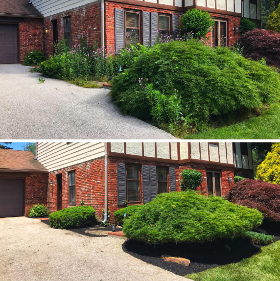 Before and after view of a home landscaping project, showing cleaned beds with fresh mulch and trimmed shrubs.