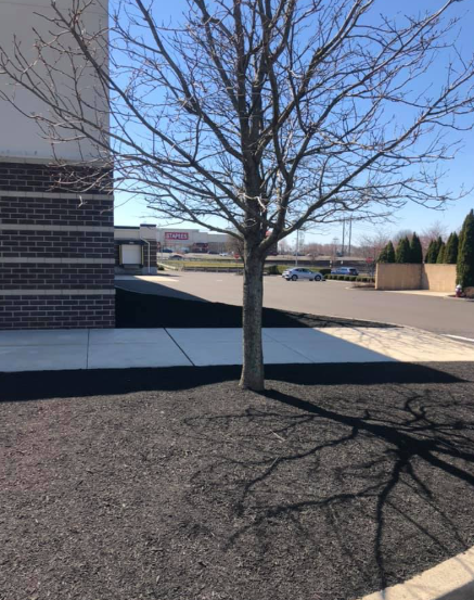 A bare tree stands in a patch of black mulch next to a building and parking lot under a clear blue sky.