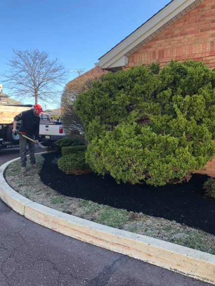 A person in a red cap spreads black mulch around foundation shrubs in front of a brick building.