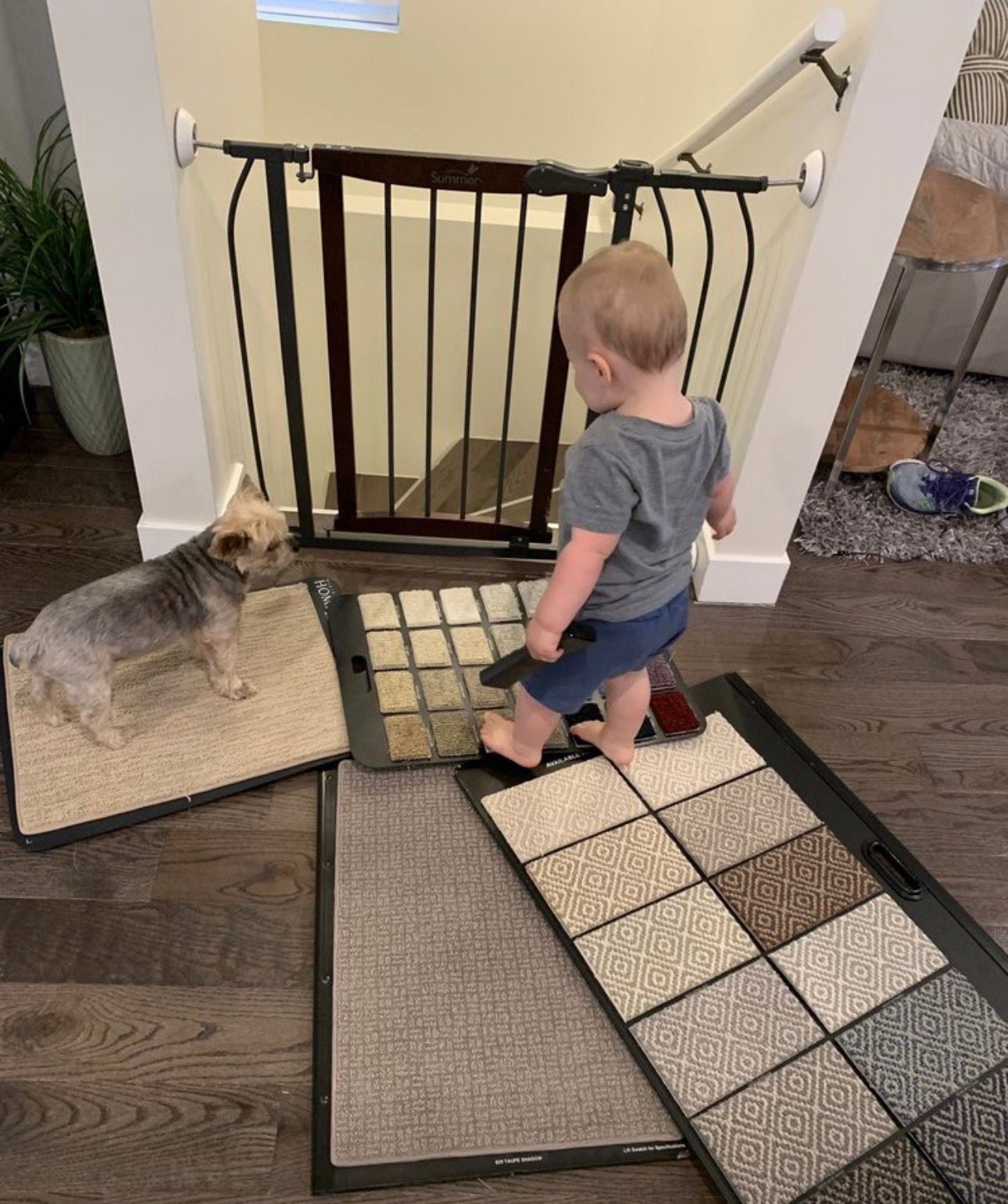 Toddler standing by a baby gate with a small dog on a mat in a hallway, rugs scattered on the floor