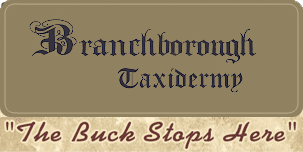 Branchborough Taxidermy Studio - Logo