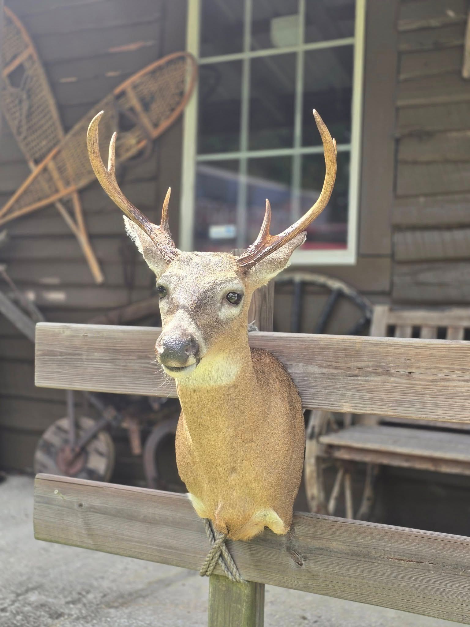 A taxidermized deer head