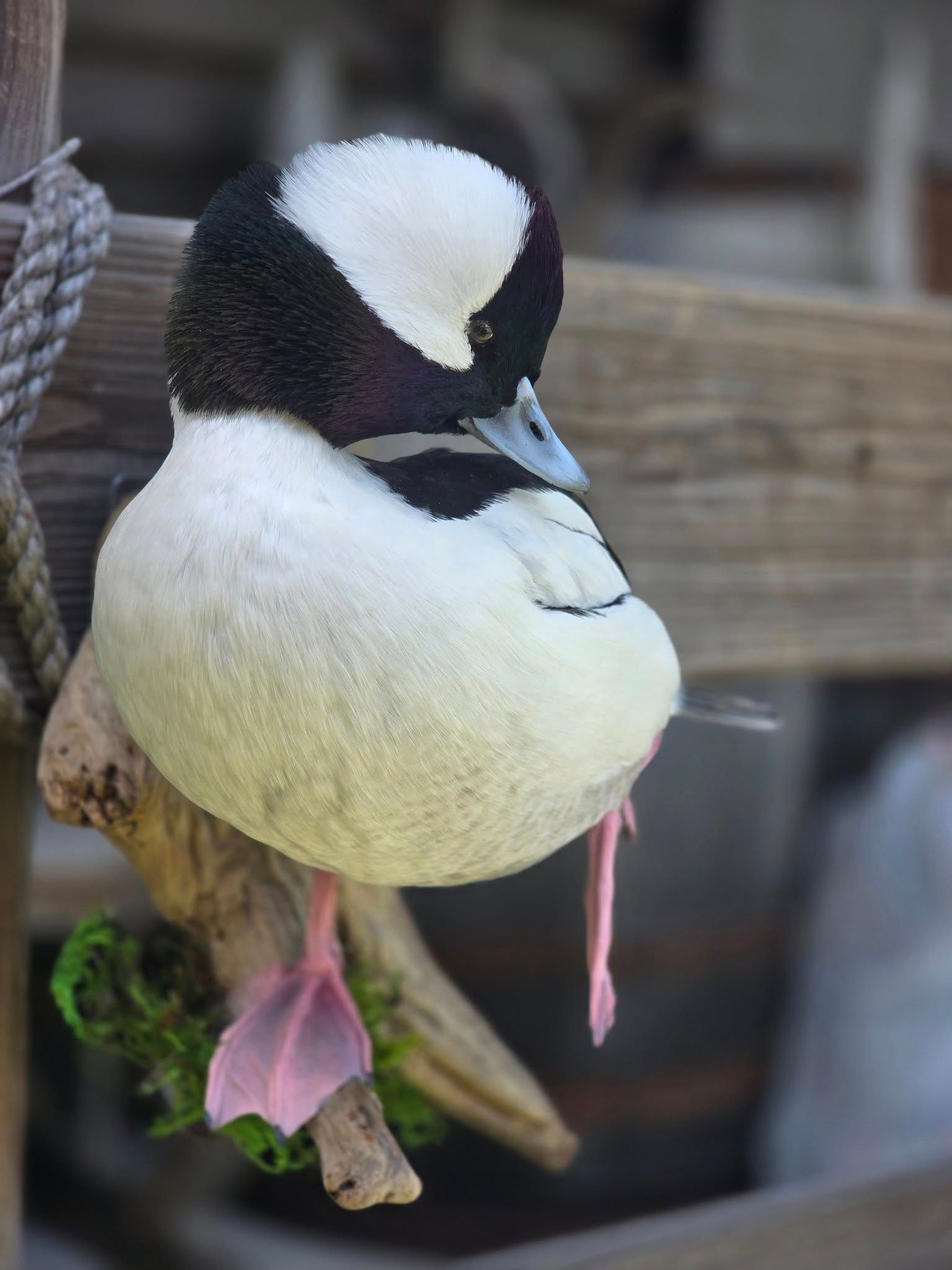 A taxidermized black and white duck