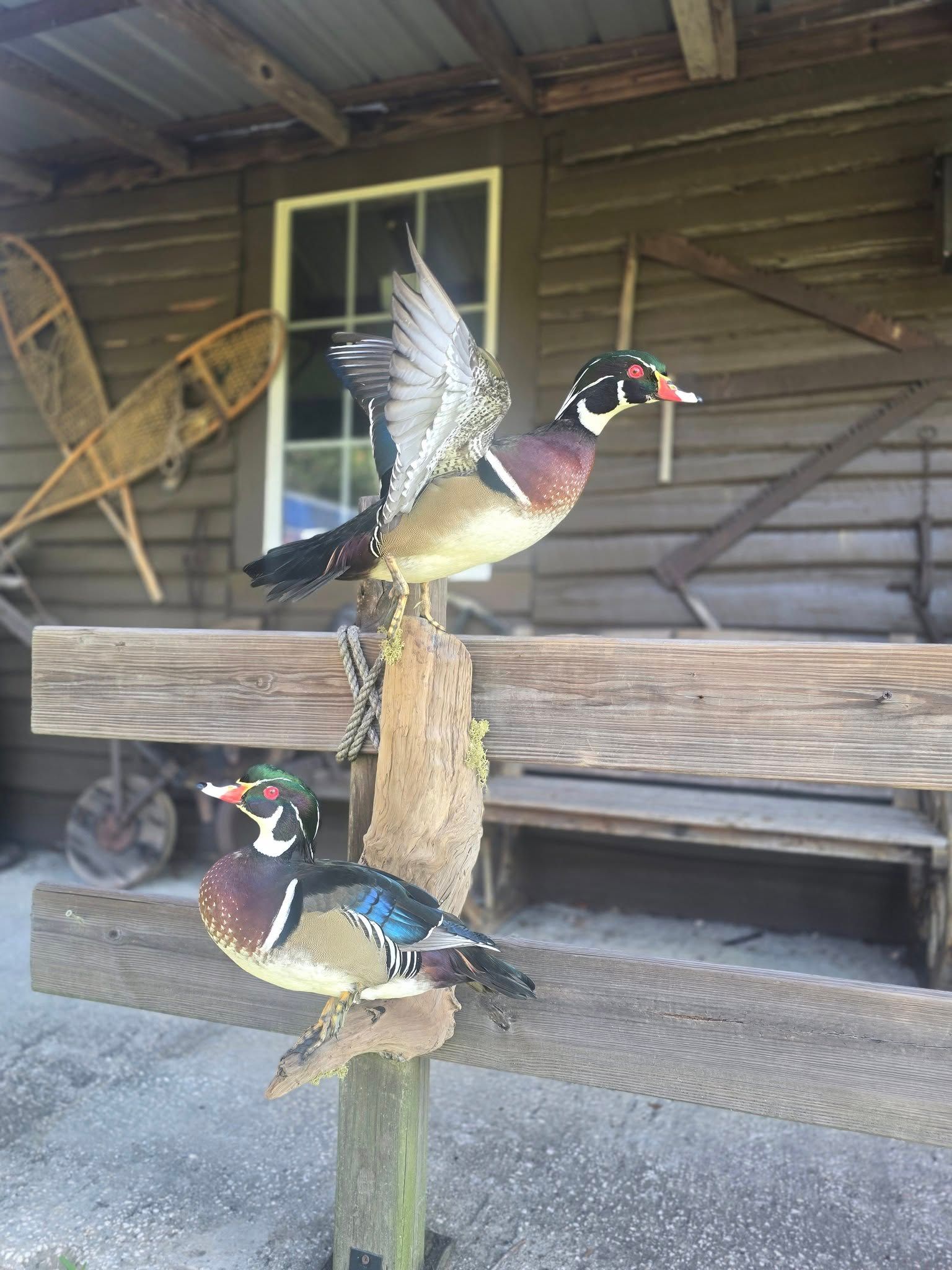 Taxidermized Mallard ducks