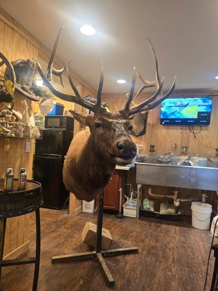 A taxidermized elk head