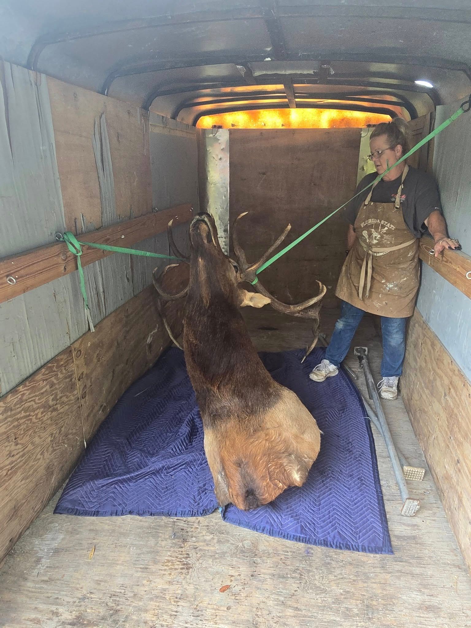 A taxidermized elk head