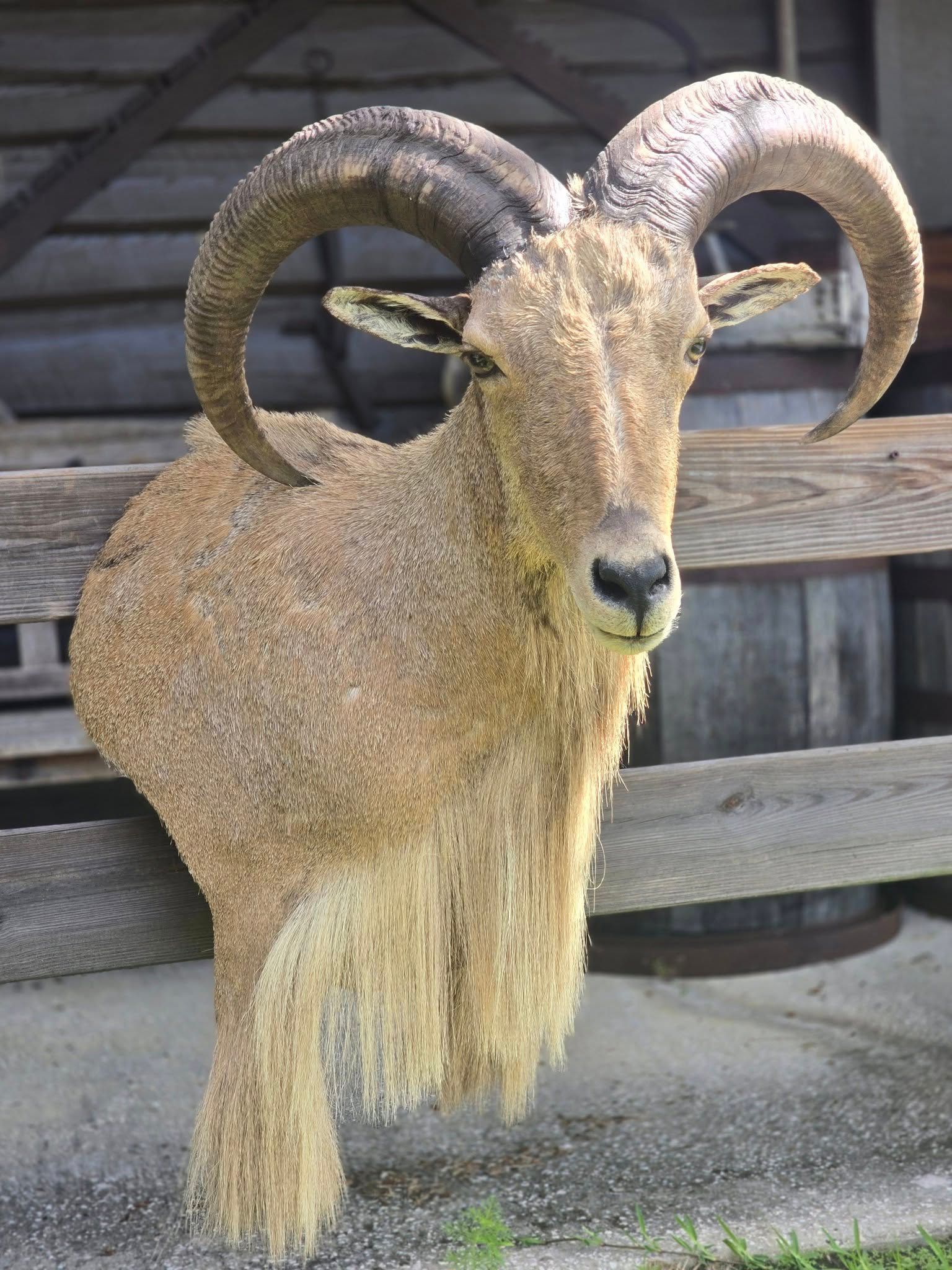 A taxidermized ram head