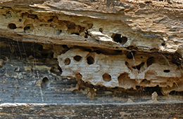 Termites hole