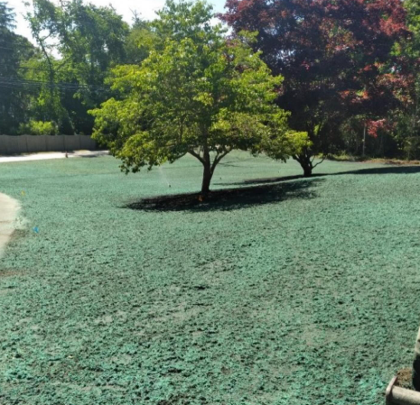 Green lawn with a tree in the center and a sprinkler system. Sunny outdoors.