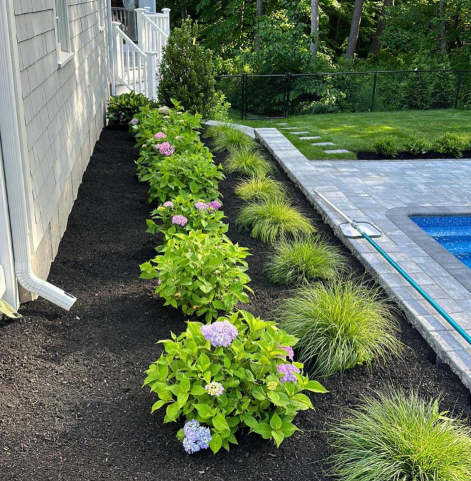 Row of green bushes with pink and purple flowers in front of a white building, and next to a pool.