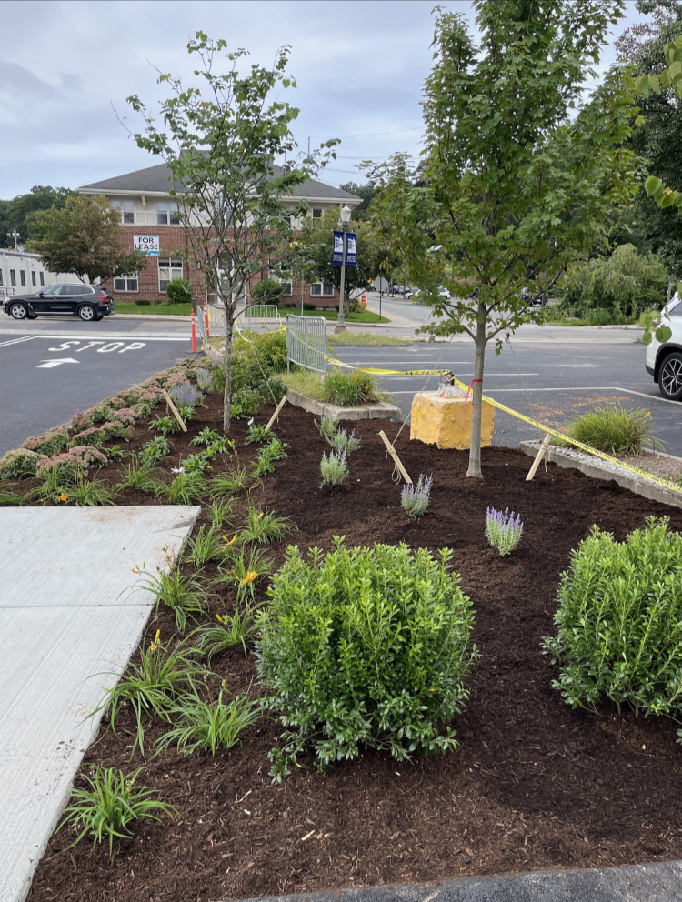 Landscaped area with new trees and plants next to a concrete sidewalk and parking lot.
