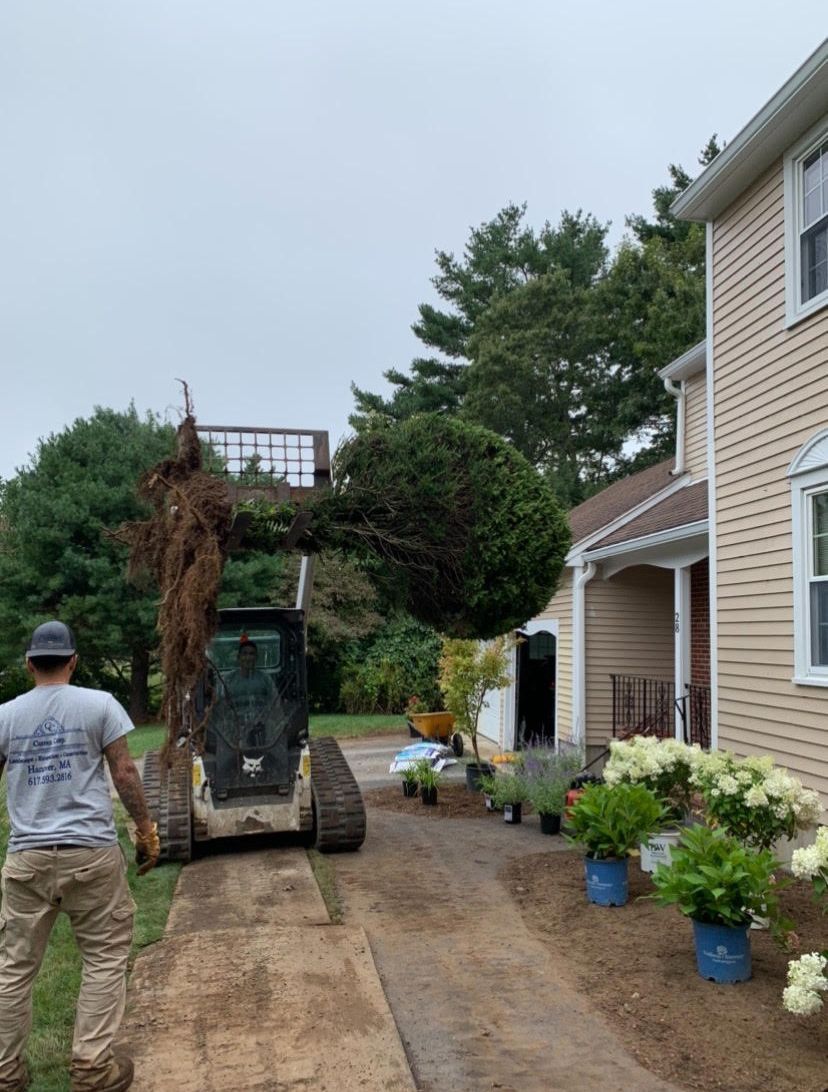 Bobcat carrying large bush along a driveway, a worker watches. Plants and house visible.