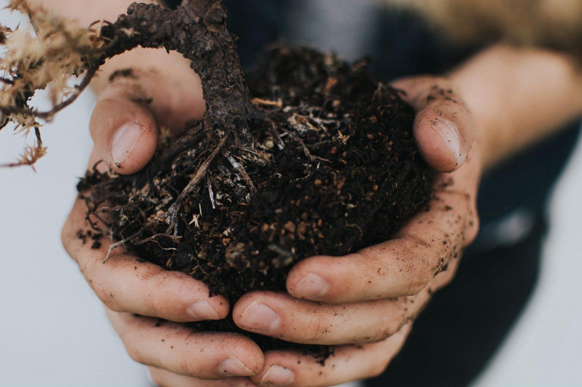 Hands holding a clump of soil with visible roots and dirt, suggesting gardening or planting.