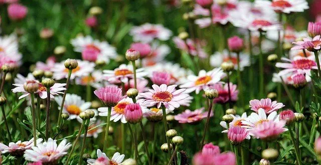 Pink and white daisies blooming in a green meadow