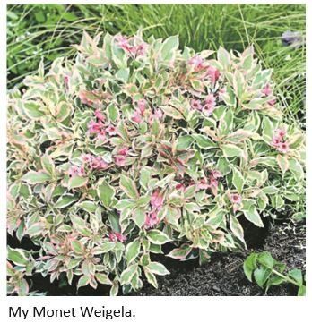 Variegated pink-and-green My Monet weigela shrub in a garden bed.