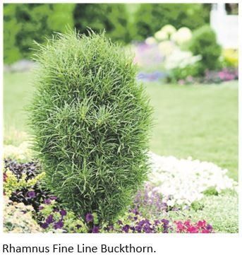 Rhamnus Fine Line buckthorn shrub in a landscaped garden with green foliage and flowers.