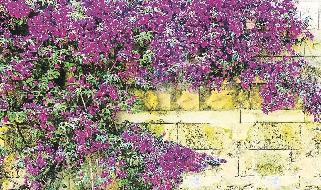 Purple bougainvillea spilling over a pale yellow stone wall