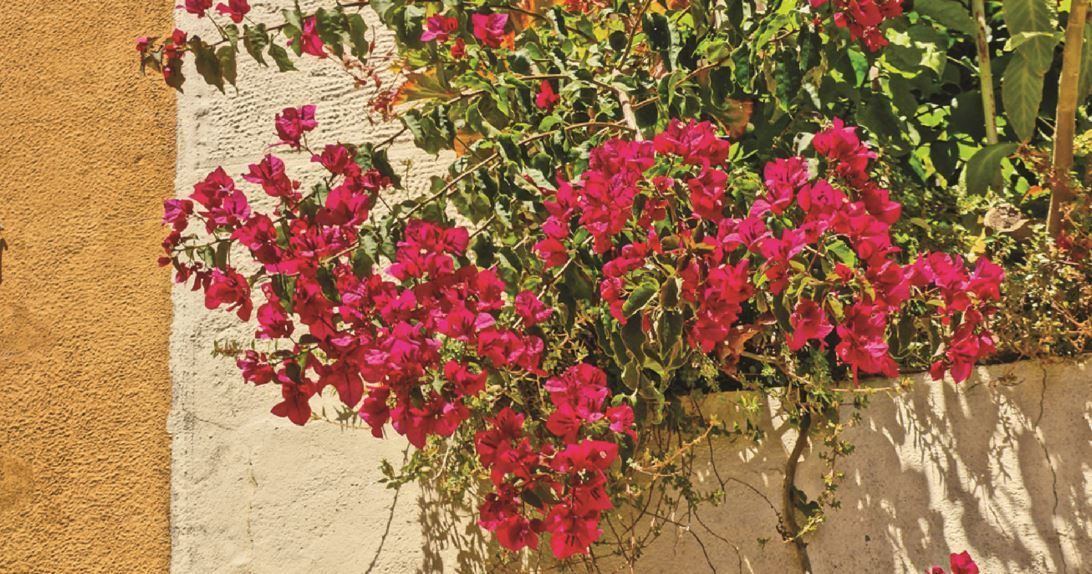 Pink bougainvillea flowers against a beige stucco wall in sunlight
